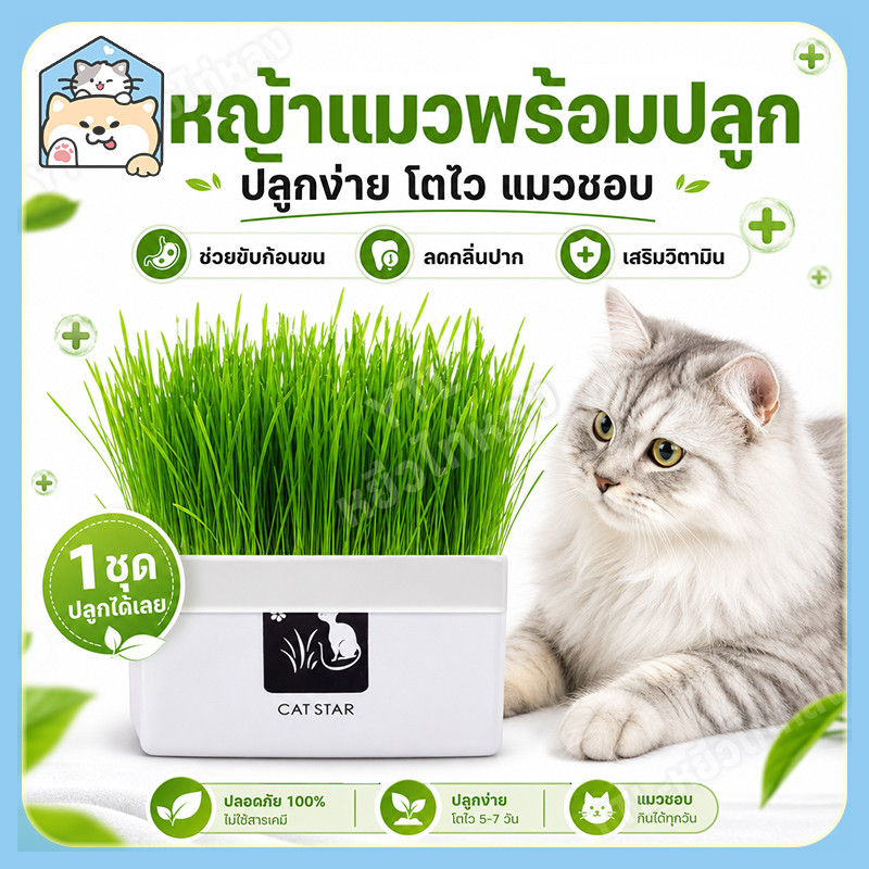 【COD】หญ้าแมว พร้อมปลูก 1 ชุด ปลูกได้ 2 รอบ ชุดปลูกต้นอ่อนข้าวสาลี เมล็ดพันธุ์หญ้าแมว พร้อมส่ง