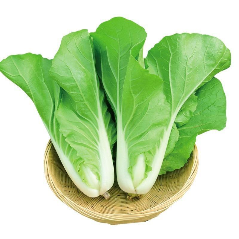เมล็ดพันธุ์ผักกาดขาวน้อย 1000เมล็ด🎯งอกง่าย👍โตไว📌พุ่มใหญ่👍รสชาติอร่อย - รูปที่ 3