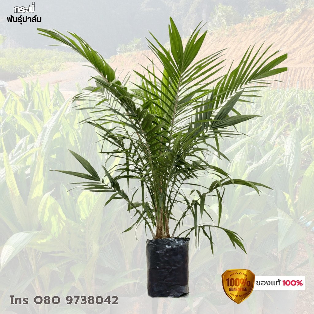 กล้าปาล์ม ยังกัมบิML161 แท้100% รุ่น 8เดือน  080