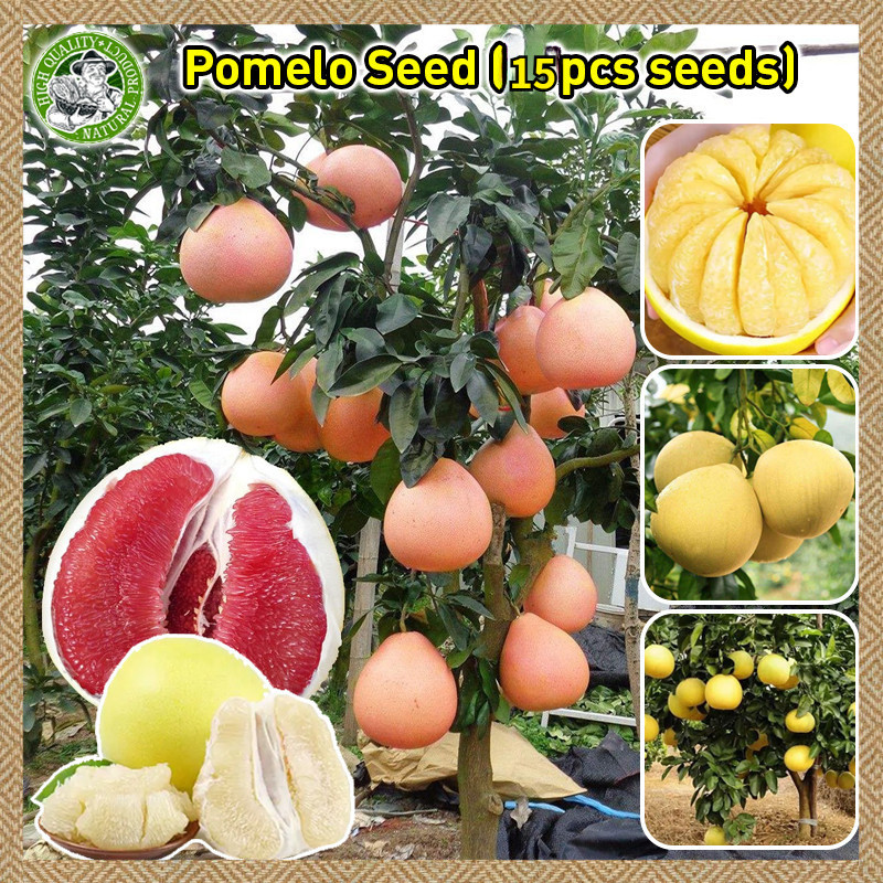 เมล็ดพันธุ์ ต้นส้มโอ 15เมล็ด  Pomelo Plant Seed เมล็ดผลไม้ ต้นไม้ผลกินได้ เมล็ดพันธุ์ผัก งอกง่าย ปลูกง่าย โตไว คุณภาพดี