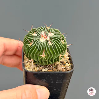 คลื่นสมอง Echinofossulocactus Multicostatus แคคตัส กระบองเพชร cactus&succulent