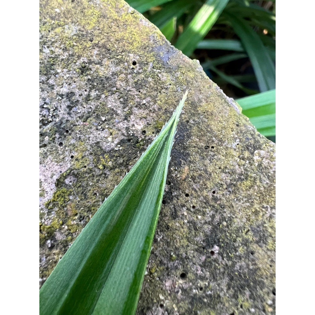 มุมมอง 4