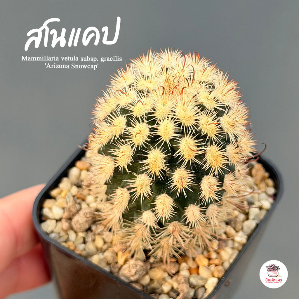 สโนแคป Mammillaria vetula subsp. gracilis 'Arizona Snowcap' แคคตัส กระบองเพชร cactus&succulent