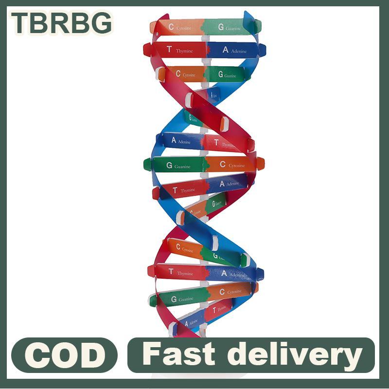 Null Human Genes DNA รุ่น Double Helix ของเล่นวิทยาศาสตร์การสอนการเรียนรู้การศึกษาของเล่น null