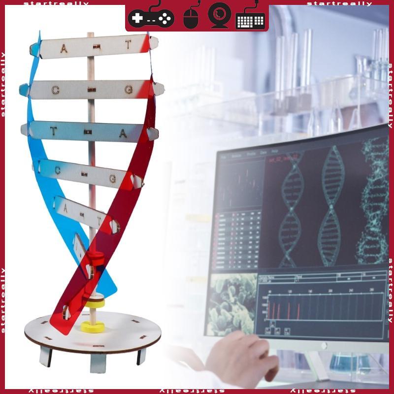 ST DNA รุ่น Double Helix รุ่นวิทยาศาสตร์การศึกษาการสอนเครื่องมือของเล่น Human Genes การเรียนรู้เครื่