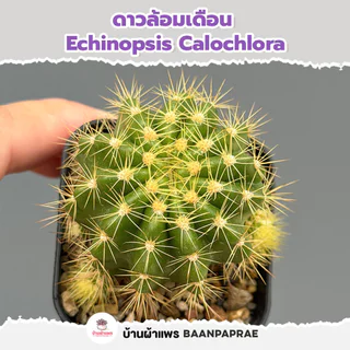 รวมกระบองเพชรและไม้อวบน้ำ หลายสายพันธุ์ ส่งทั้งกระถาง กุหลาบหิน cactus&succulent