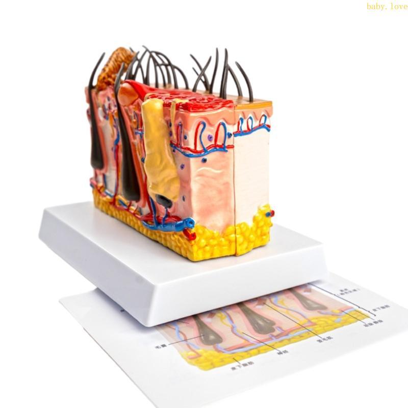 BLove* Dog Skin Anatomy Model โมเดลสัตว์สัตวแพทย์ Anatomical Dog Skin Model