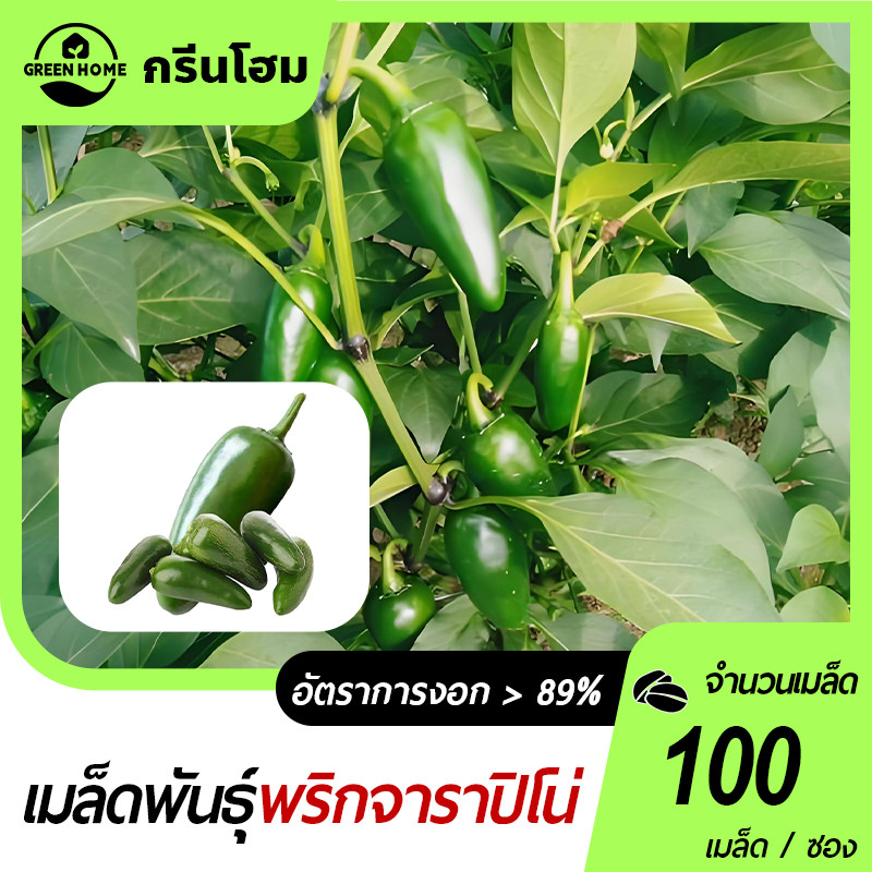 เมล็ดพันธุ์ พริกจาราปิโน่🎯เมล็ดพันธุ์พริกจาราปิโน่100 เมล็ด🍀นำเข้า100%🎈งอกง่าย🌱โตไว☘️ผลดก👍ทานอร่อย