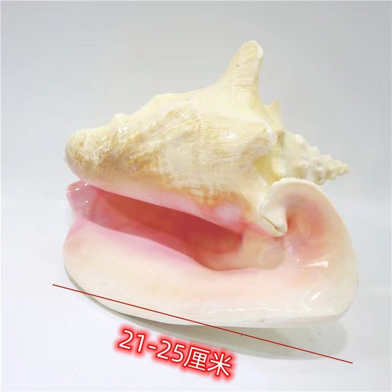 ธรรมชาติ Conch Queen Phoenix Conch Rouge Conch เมดิเตอร์เรเนียนที่สวยงามขนาดใหญ่ Conch งานฝีมือตกแต่