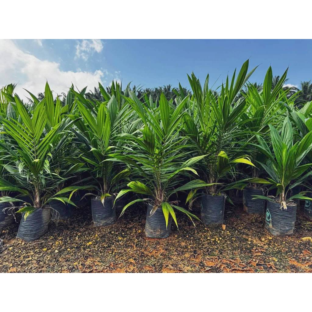 พันธุ์ปาล์ม ยังกัมบิ ML161 (Yangumbi ML161) รุ่น 8เดือน โทร 080 9738042