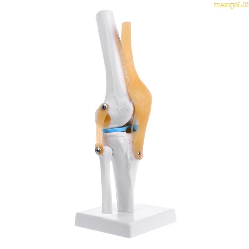 Weroyal Human Anatomical Knee Joint ยืดหยุ่นโครงกระดูกรุ่น Medical Learning Aid Anatomy