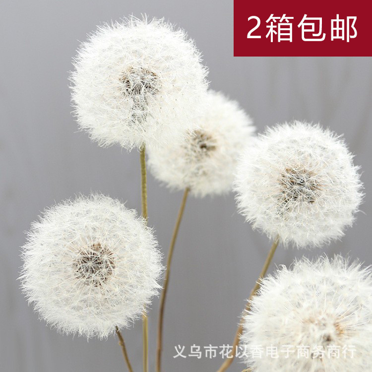 KA &, Dandelion ดอกไม้ที่เก็บรักษาไว้ดอกไม้แห้งคอลลาเจนดอกไม้แห้งวัสดุแพคเกจ diy ดอกไม้ตกแต่งกล่องฝา