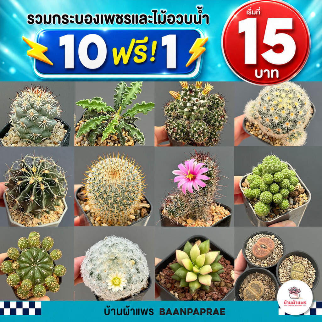 รวมกระบองเพชรและไม้อวบน้ำ หลายสายพันธุ์ ส่งทั้งกระถาง กุหลาบหิน cactus&succulent