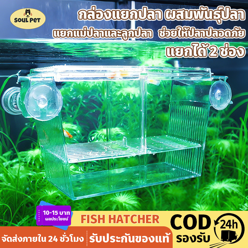 COD กล่องแยกปลา ผสมพันธุ์ปลา กล่องฟักปลา แยกแม่ปลาและลูกปลา กักโรคปลา สำหรับเลี้ยงหรือแยกปลา