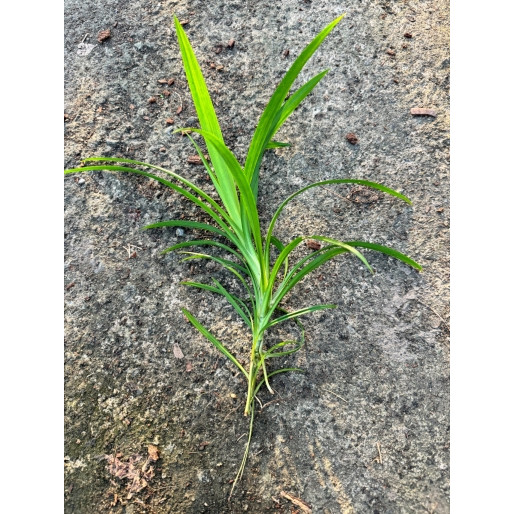 มุมมอง 3