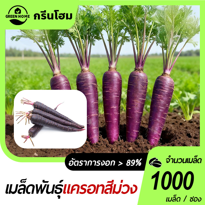 เบบี้เเครอท สีม่วง เมล็ดพันธุ์เบบี้เเครอทสีม่วง 1000 เมล็ด งอกง่าย โตไว สีสวย ทานอร่อย