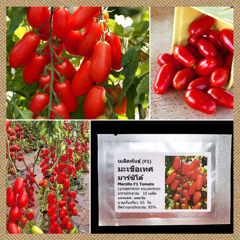 เมล็ดพันธุ์ มะเขือเทศ มาร์ซิโต้ Marzito F1 Tomato Seed 200 เมล็ด คุณภาพดี ของแท้ งอกง่าย ปลูกง่าย โตไว คุณภาพดี