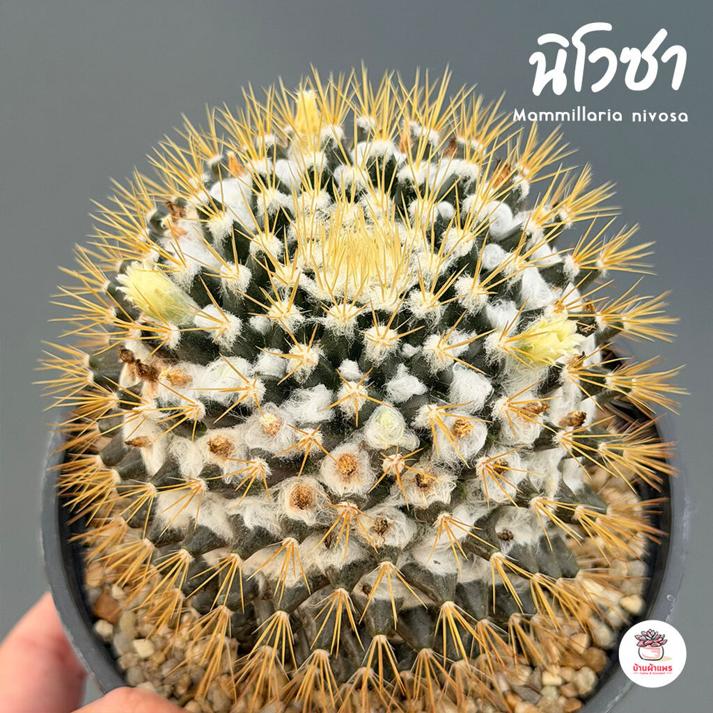 นิโวซา #ไซส์ใหญ่ Mammillaria nivosa แคคตัส กระบองเพชร cactus&succulent