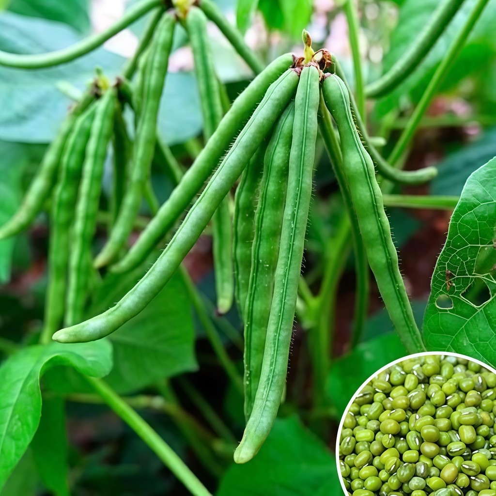 Mung Beans Seeds 20seeds Germinated Green Beans Green Beans for Making Snacks, Green Beans
