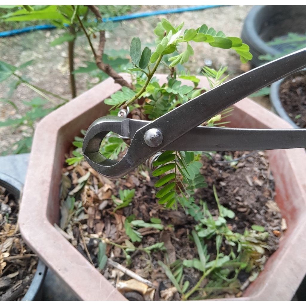 และไม่ต้องตัดสแตนเลสขนาด 210 มม. การทำสวนบอนไซ - รูปที่ 6