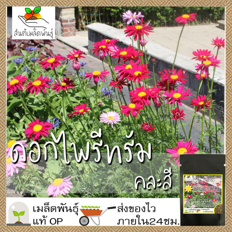 เมล็ดพันธุ์ ไพรีทรัม คละสี ดอกไม้ไล่แมลง 100 เมล็ด Mixed Pyrethrum  ปลูกผัก สวนครัว งอกง่าย ปลูกง่าย โตไว คุณภาพดี