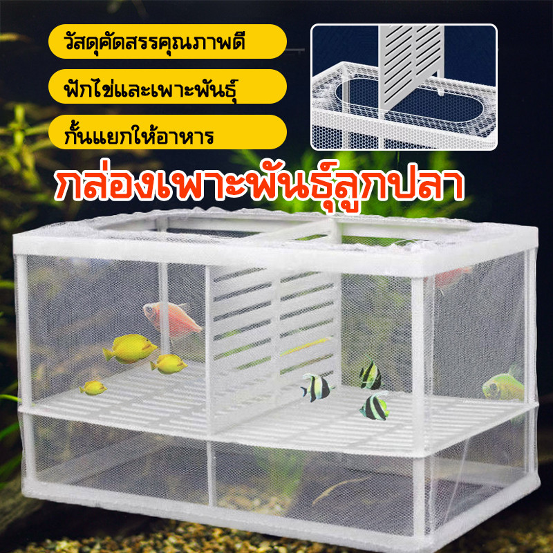 กล่องเพาะพันธุ์ปลาหางนกยูง วัสดุโปร่งใสทนทาน ช่วยเพิ่มอัตราการรอดชีวิตลูกปลา ใช้งานง่าย หลายขนาดให้เลือก