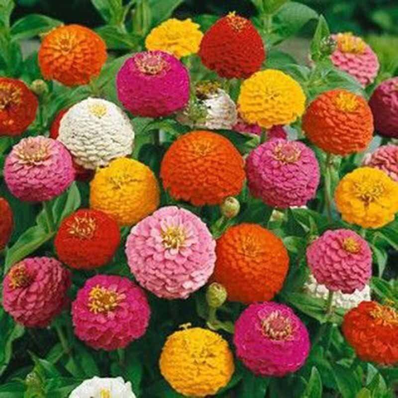 High Quality Zinnia Flower Seeds (Mixed Color/100 Seeds) Garden Flower Plant Seeds Potted Flowering 
