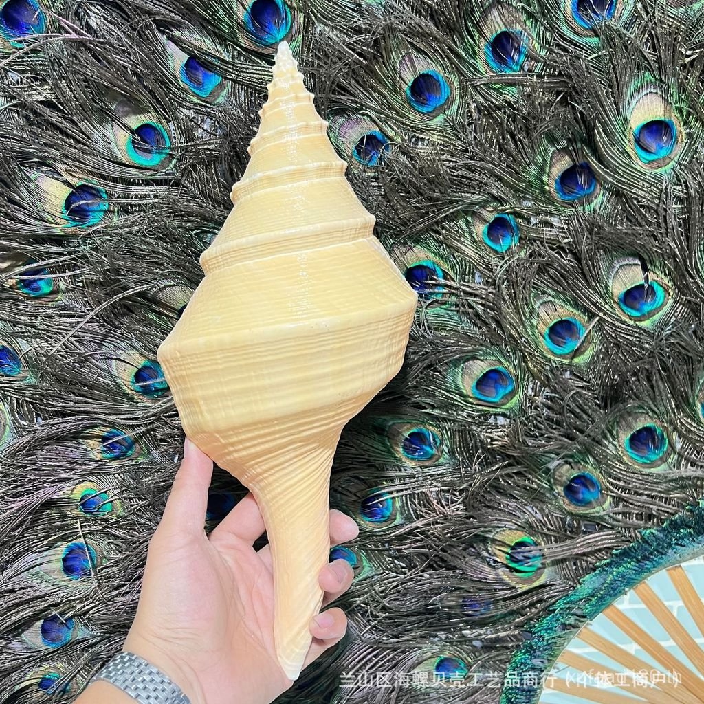 Conch Fragrant Conch Australian Shell Sea Breeze Collection ตกแต่งบ้านธรรมชาติเสียงธรรมชาติ Conch Lo