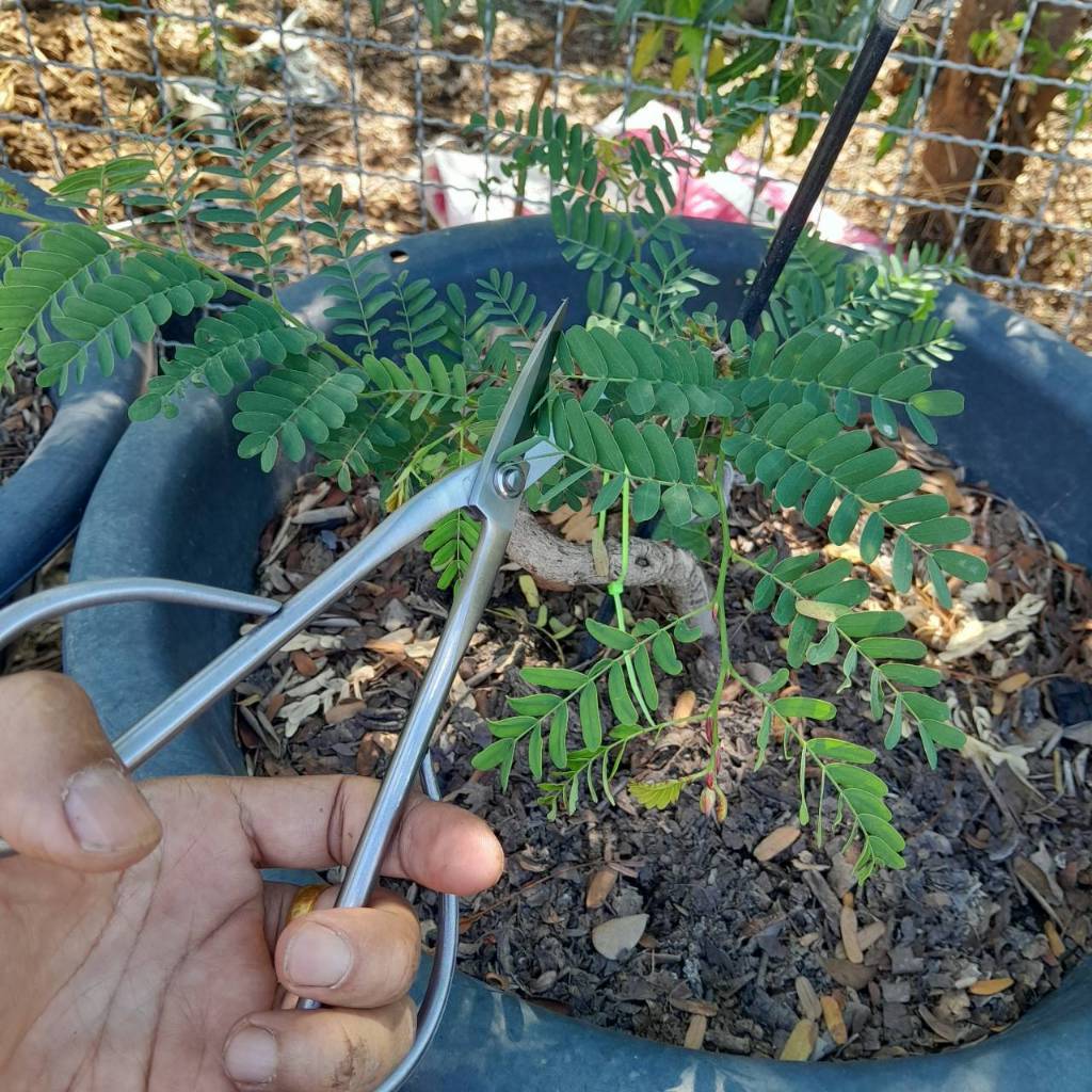 และไม่ต้องตัดสแตนเลสขนาด 210 มม. การทำสวนบอนไซ - รูปที่ 3