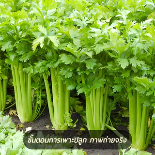 คื่นช่ายยักษ์🎯เมล็ดพันธุ์คื่นช่ายยักษ์3000 เมล็ด 🍀นำเข้าจากต่างประเทศ🌿ก้านอวบ🎈เนื้อหนา กรอบอร่อย