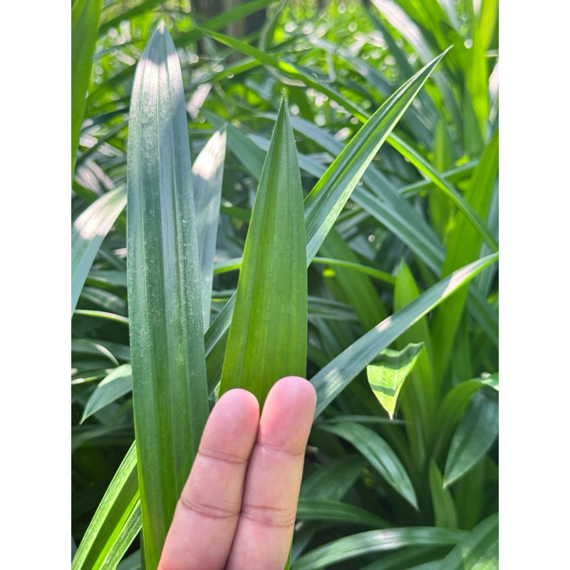 มุมมอง 3