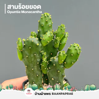 รวมโอพันเทีย หูกระต่าย Mix Opuntia worthia หลายสายพันธุ์ ส่งทั้งกระถาง cactus&succulent