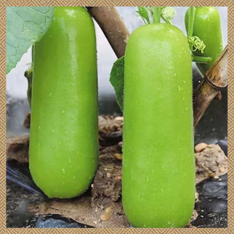 ฟาร์มขนาดเล็ก UPO SEEDS 20เมล็ด ฟักเขียว การใช้ชีวิตแบบมีสุขภาพดี การงอกอย่างรวดเร็ว งอกง่าย ปลูกง่าย โตไว คุณภาพดี
