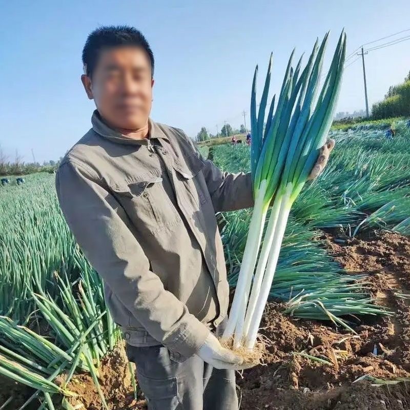 Giant Green Onion Seed - 300 เมล็ด คุณภาพดี ราคาถูก ของแท้ 100% Spring Onion Seeds for Planting Seed