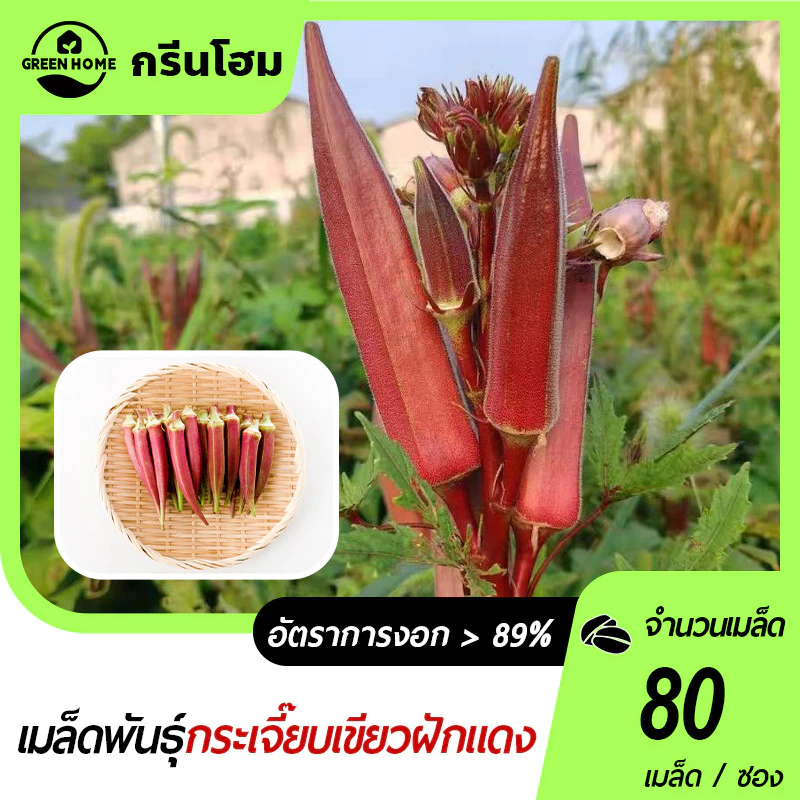 กระเจี๊ยบฝักสีแดงงง!!📌เมล็ดพันธุ์กระเจี้ยบมอญอเมริกันแดง 80 เมล็ด🌱งอกง่าย โตไว☘️ ผลดก🌱สีสวย🎈ทานอร่อย