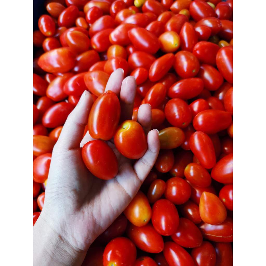 มะเขือเทศราชินี cherry tomato 500g
