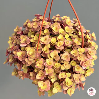 ริบบิ้นชาลีสีทอง Callisia repens ไม้อวบน้ำ กุหลาบหิน cactus&succulentหลากหลายสายพันธุ์