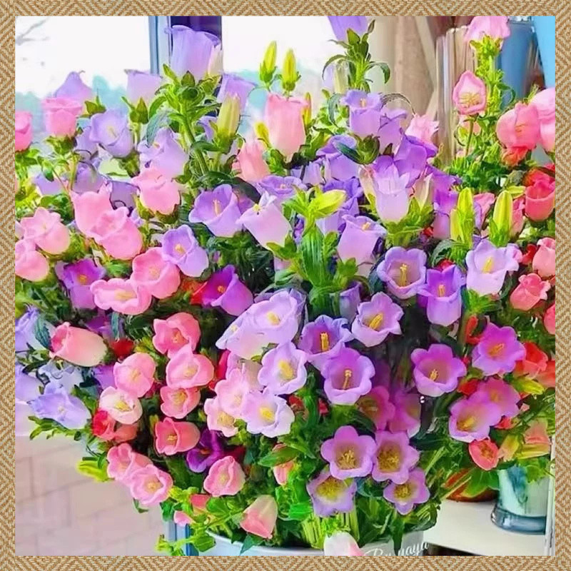 เบลล์ฟลาวเวอร์ ดอกระฆัง บรรจุ สีผสม 150เมล็ด Bellflower Flower Seeds อัตราการงอกสูง ไม้ดอกงอกง่าย ปลูกง่าย โตไว คุณภาพดี