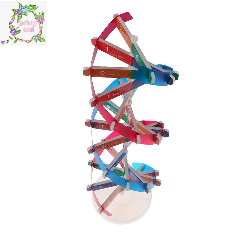 PUCOOL Human Genes DNA รุ่น Double Helix ของเล่นวิทยาศาสตร์การสอนการเรียนรู้การศึกษาของเล่น VN