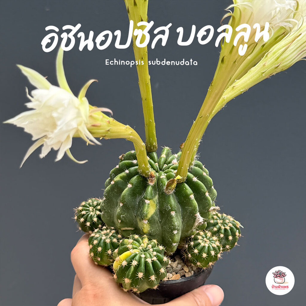 อิชินอปด่างกระจายลายหินอ่อน Echinopsis eyriesii variegated แคคตัส กระบองเพชร cactus&succulent