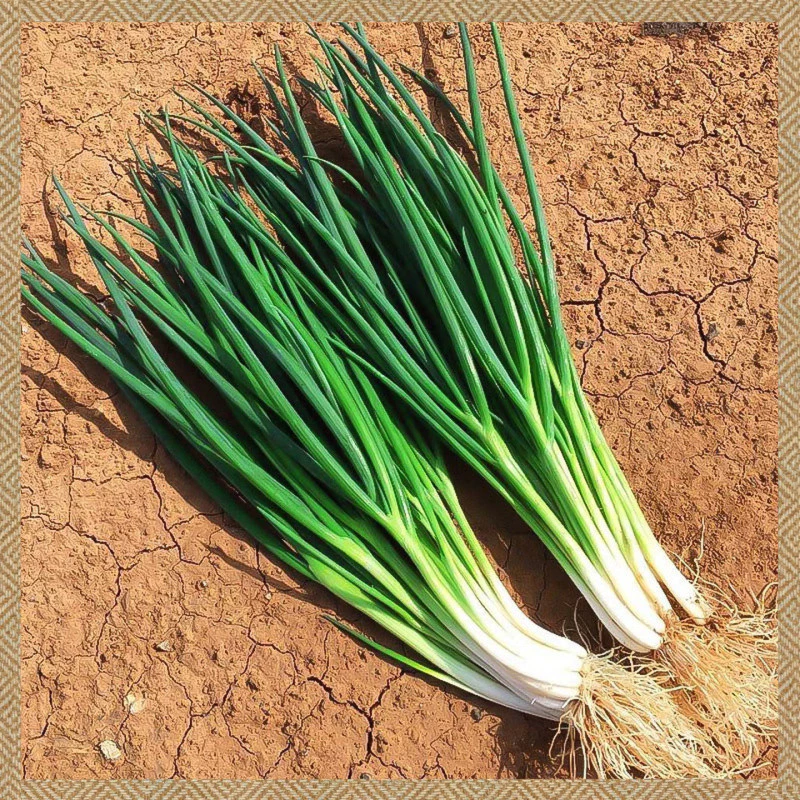 เมล็ดต้นหอมแบ่ง 500 เมล็ด งอกง่าย ปลูกง่าย โตไว คุณภาพดี(dahon ng sibuyas seeds)