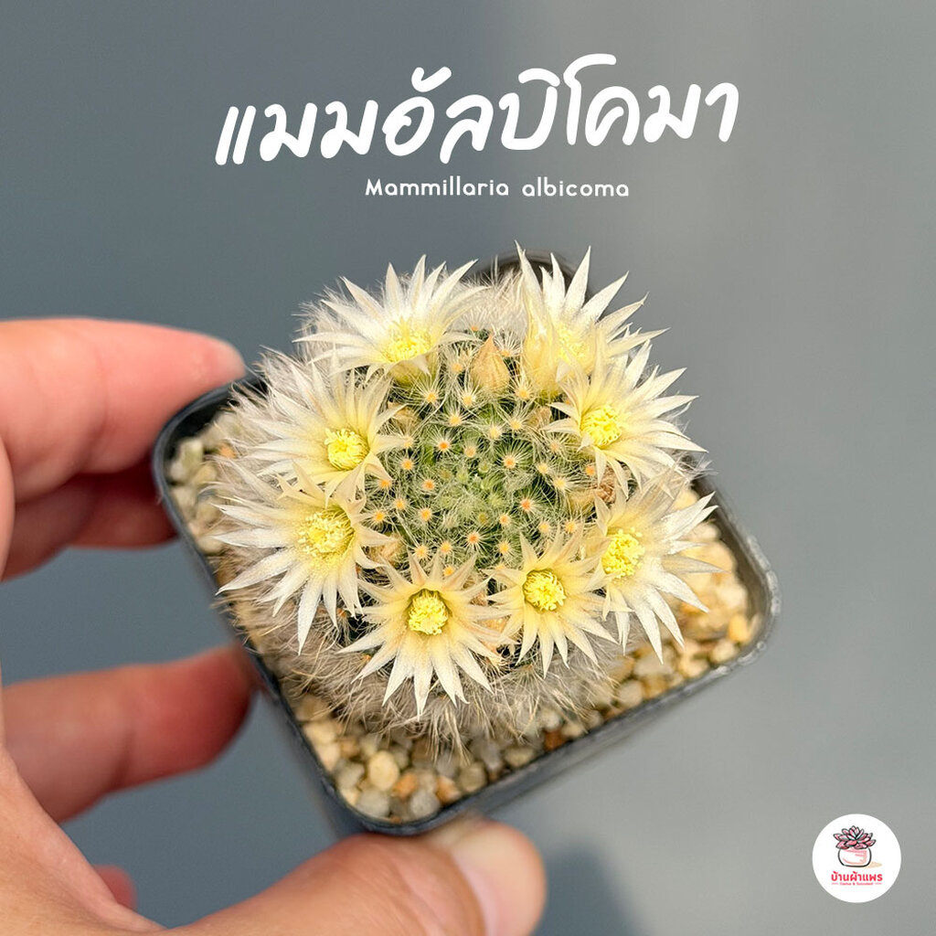 แมมอัลบิโคมา Mammillaria albicoma แคคตัส กระบองเพชร cactus&succulent