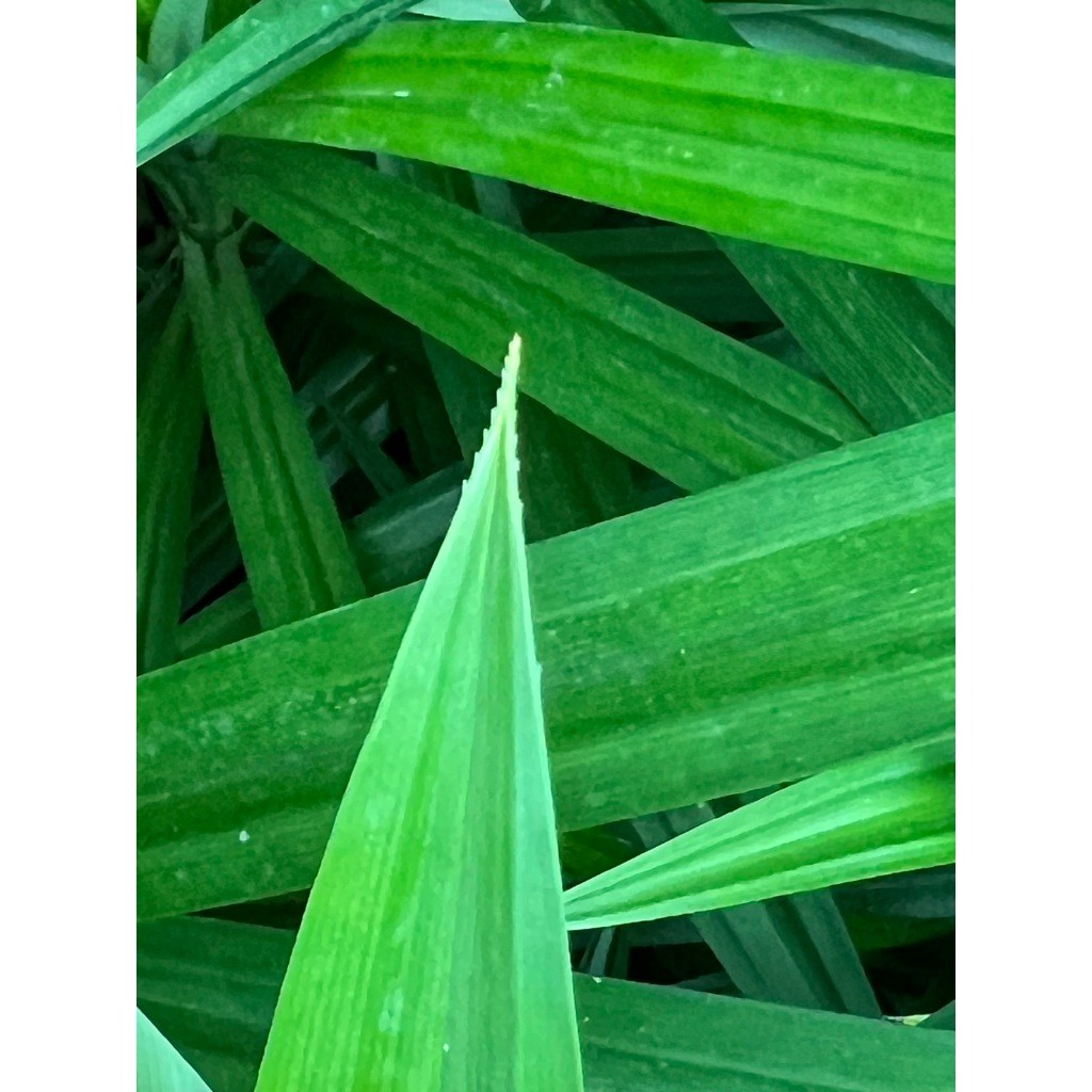 มุมมอง 6