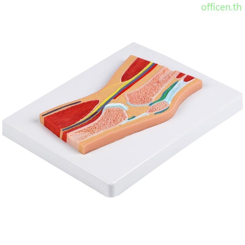 Cen Sectional Anatomical Knee Joint Model สําหรับ Anatomy Education การตั้งค่าทางคลินิก
