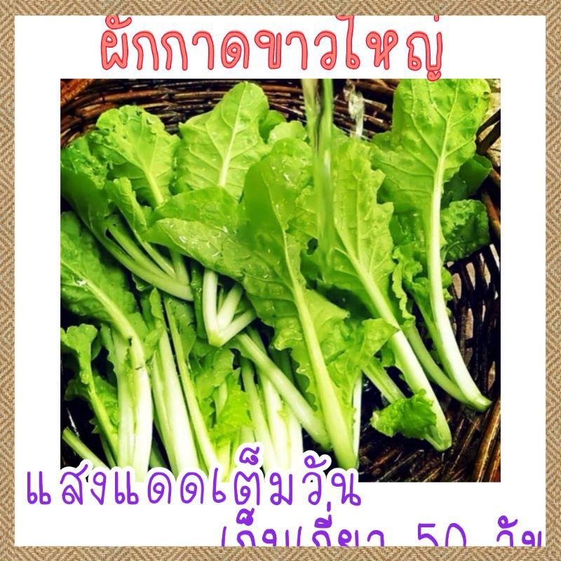 เมล็ด​พันธุ์​ ผักกาดขาวใหญ่​ 500เมล็ด​ ซองซิป งอกง่าย ปลูกง่าย โตไว คุณภาพดี(PECHAY PAVITO SEEDS)