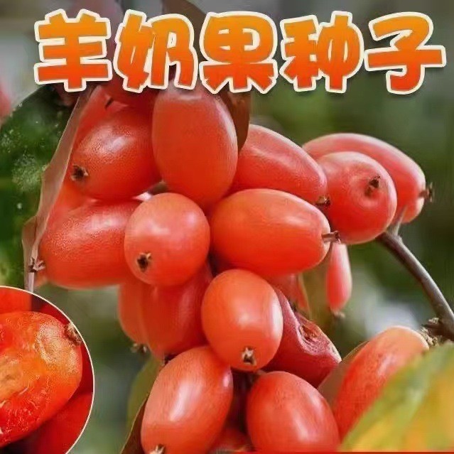 现货羊奶果种子盆栽地栽当年结果羊奶果子耐冬耐冻南北方四季种植goat milk fruit seeds potted planting goat milk20260519