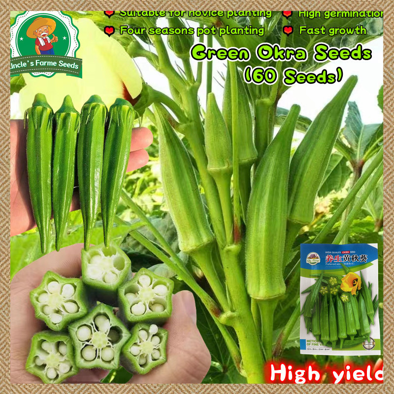 50เมล็ด เมล็ดพันธุ์ กระเจี๊ยบเขียว เมล็ดกระเจี๊ยบ Okra Seeds for Planting Vegetable Seeds งอกง่าย ปลูกง่าย โตไว คุณภาพดี