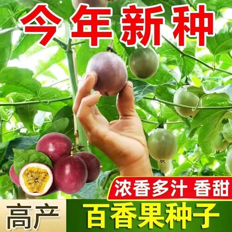 现货百香果种子四季西番莲多年生黄金鸡蛋果种籽瓜水果种子大全四季播Passion fruit seeds four seasons passion fruit perennial gold2026051