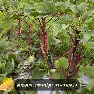กระเจี๊ยบฝักสีแดงงง!!📌เมล็ดพันธุ์กระเจี้ยบมอญอเมริกันแดง 80 เมล็ด🌱งอกง่าย โตไว☘️ ผลดก🌱สีสวย🎈ทานอร่อย
