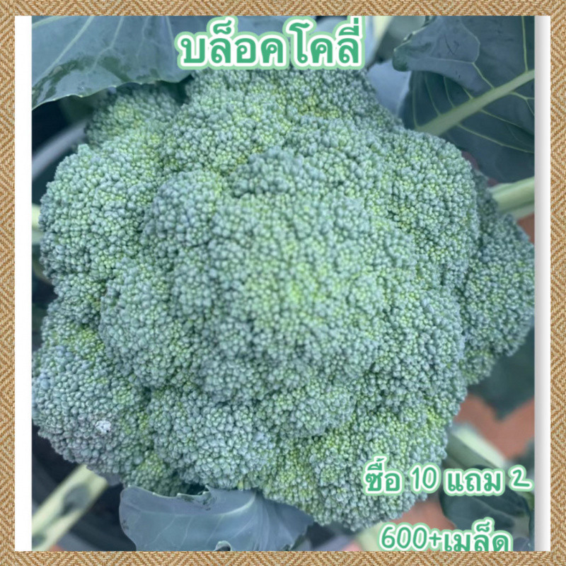บร็อคโคลี่ถูกที่สุด.เมล็ดพันธุ์บร็อคโคลี่ 150เมล็ด ปลูกง่ายขึ้นไวทำกับข้าวอร่อย Broccoli งอกง่าย ปลูกง่าย โตไว คุณภาพดี